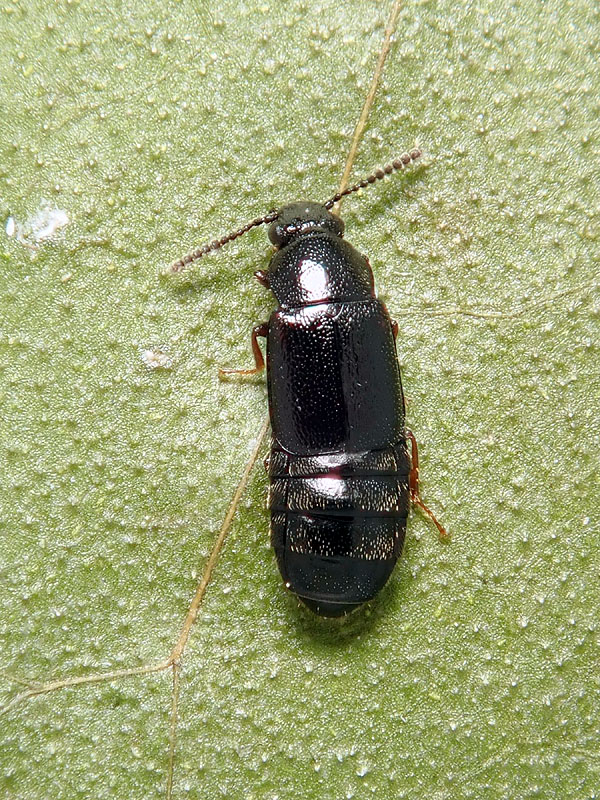 Staphylinidae da identificare